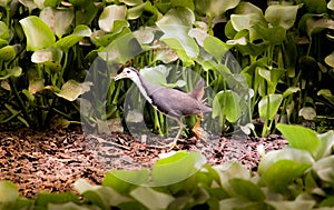 White breasted water hen bird, Dauk bird