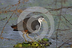 White-breasted Waterhen