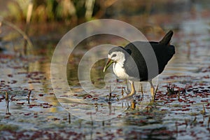 White breasted waterhen