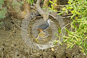 White-breasted Waterhen