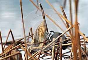 White-breasted Waterhen