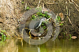 White-breasted Waterhen