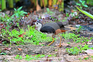 White-breasted Waterhen