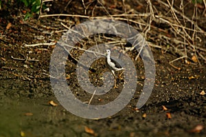 White-breasted waterhen alighted in the mud