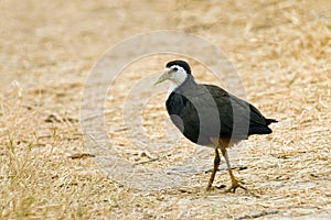 White-breasted Waterhen, Amaurornis phoenicurus