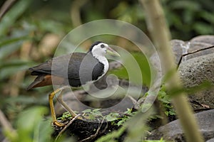 White-breasted Waterhen - Amaurornis phoenicurus