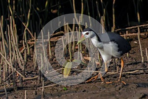 The white-breasted waterhen, Amaurornis phoenicurus