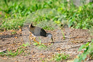 White-breasted waterhen Amaurornis phoenicurus