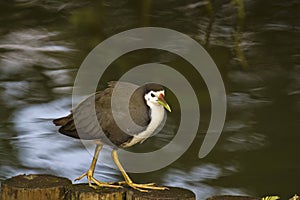 White-breasted Waterhen,Amaurornis phoenicurus