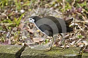 White-breasted Waterhen,Amaurornis phoenicurus