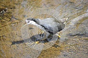 White-breasted waterhen, Amaurornis phoenicurus