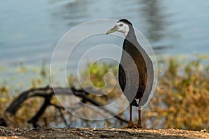 White breasted waterhen or Amaurornis phoenicurus in beautiful blue water background at keoladeo national park or bird sanctuary