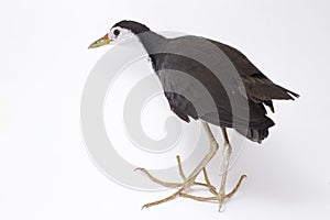 White-breasted Waterhen Amaurornis phoenicurus bird isolated