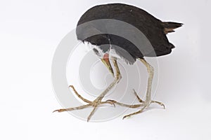 White-breasted Waterhen Amaurornis phoenicurus bird isolated