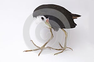 White-breasted Waterhen Amaurornis phoenicurus bird isolated