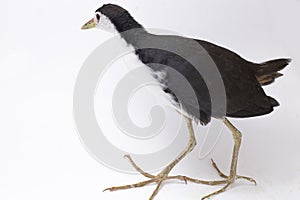 White-breasted Waterhen Amaurornis phoenicurus bird isolated