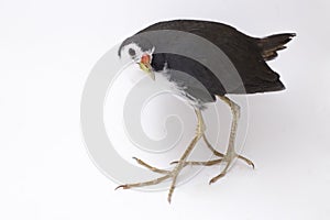 White-breasted Waterhen Amaurornis phoenicurus bird isolated