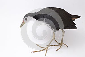 White-breasted Waterhen Amaurornis phoenicurus bird isolated