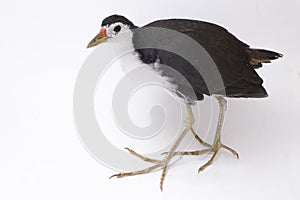 White-breasted Waterhen Amaurornis phoenicurus bird isolated