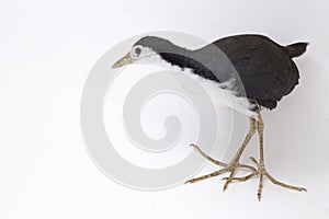 White-breasted Waterhen Amaurornis phoenicurus bird isolated