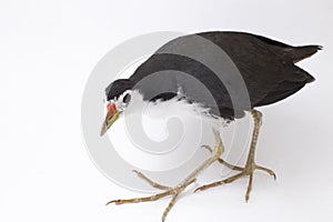 White-breasted Waterhen Amaurornis phoenicurus bird isolated