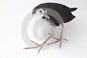 White-breasted Waterhen Amaurornis phoenicurus bird isolated