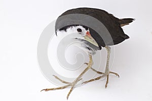 White-breasted Waterhen Amaurornis phoenicurus bird isolated