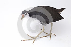 White-breasted Waterhen Amaurornis phoenicurus bird isolated