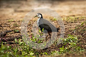 White breasted waterhen or Amaurornis phoenicurus portrait at keoladeo ghana national park or bharatpur bird sanctuary rajasthan