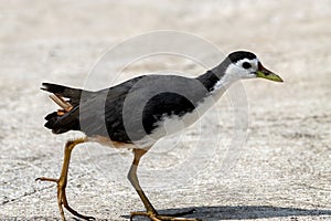 White breasted waterhen, Amaurornis phoenicurus, in Southeast Asia