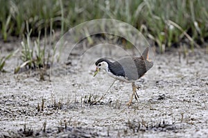 White breasted Waterhen Amaurornis phoenicurus walking