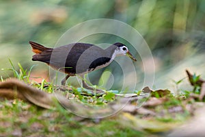 White breasted Waterhen (Amaurornis phoenicurus) walking