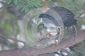 White-breasted waterhen Amaurornis phoenicurus walking on a branch.