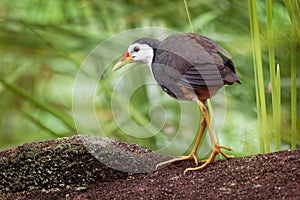 White-breasted Waterhen - Amaurornis phoenicurus waterbird of the rail and crake family, Rallidae, widely distributed across South