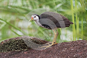 White-breasted Waterhen - Amaurornis phoenicurus waterbird of the rail and crake family, Rallidae, widely distributed across South