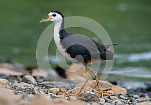 White-breasted Waterhen - Amaurornis phoenicurus waterbird of the rail and crake family, Rallidae, widely distributed across South