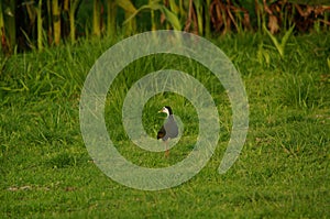 The white-breasted waterhen or Amaurornis phoenicurusof the Mount Ijen caldera