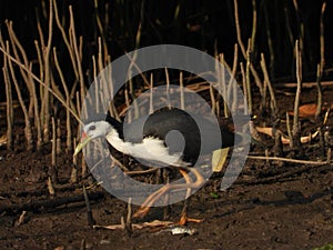 The white-breasted waterhen or Amaurornis phoenicurusof the Mount Ijen caldera