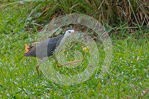 White breasted waterhen with an angry walk