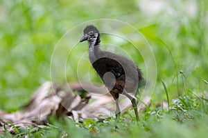 White-breasted Waterhen baby