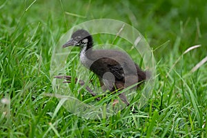 White-breasted Waterhen baby