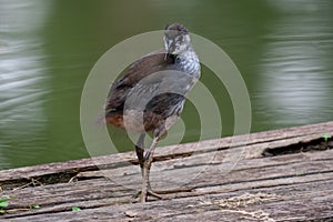 White-breasted Waterhen baby