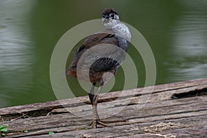 White-breasted Waterhen baby