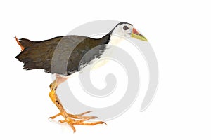 White-breasted Waterhen bird