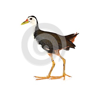 White-breasted Waterhen bird