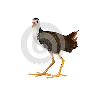 White-breasted Waterhen bird