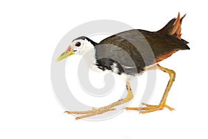 White-breasted Waterhen bird