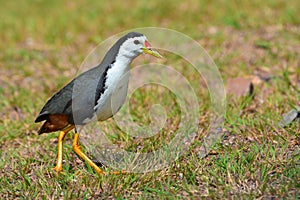 White-breasted Waterhen bird