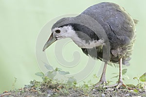 A white-breasted waterhen bird is looking for food in the bushes by a small river.