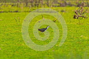 White Breasted Waterhen bird in the rain forest